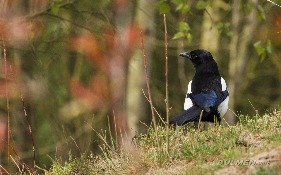 Common Magpie, (Pica pica)